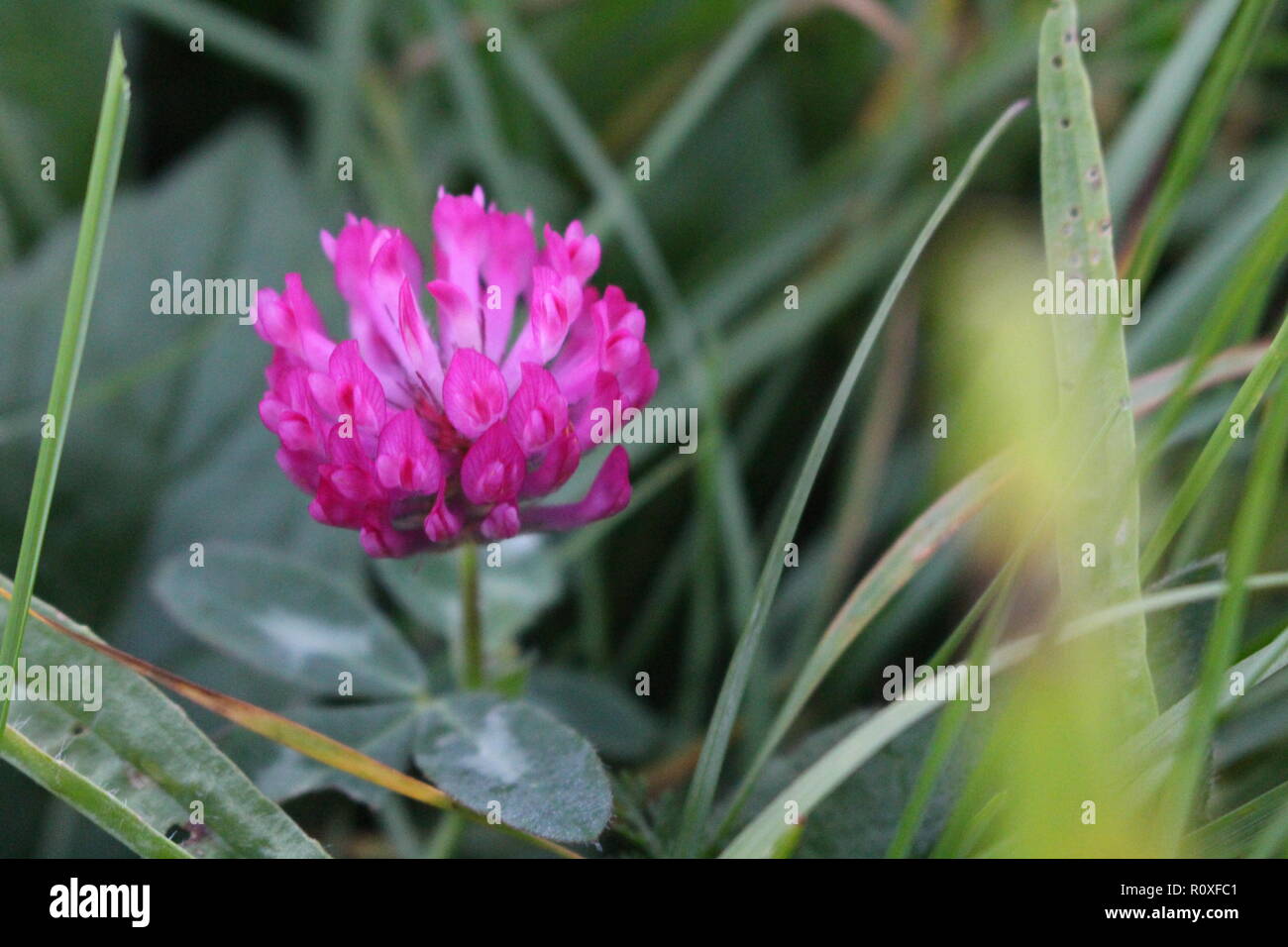 A red clover, also known as the state flower of Vermont and national flower of Denmark. Stock Photo