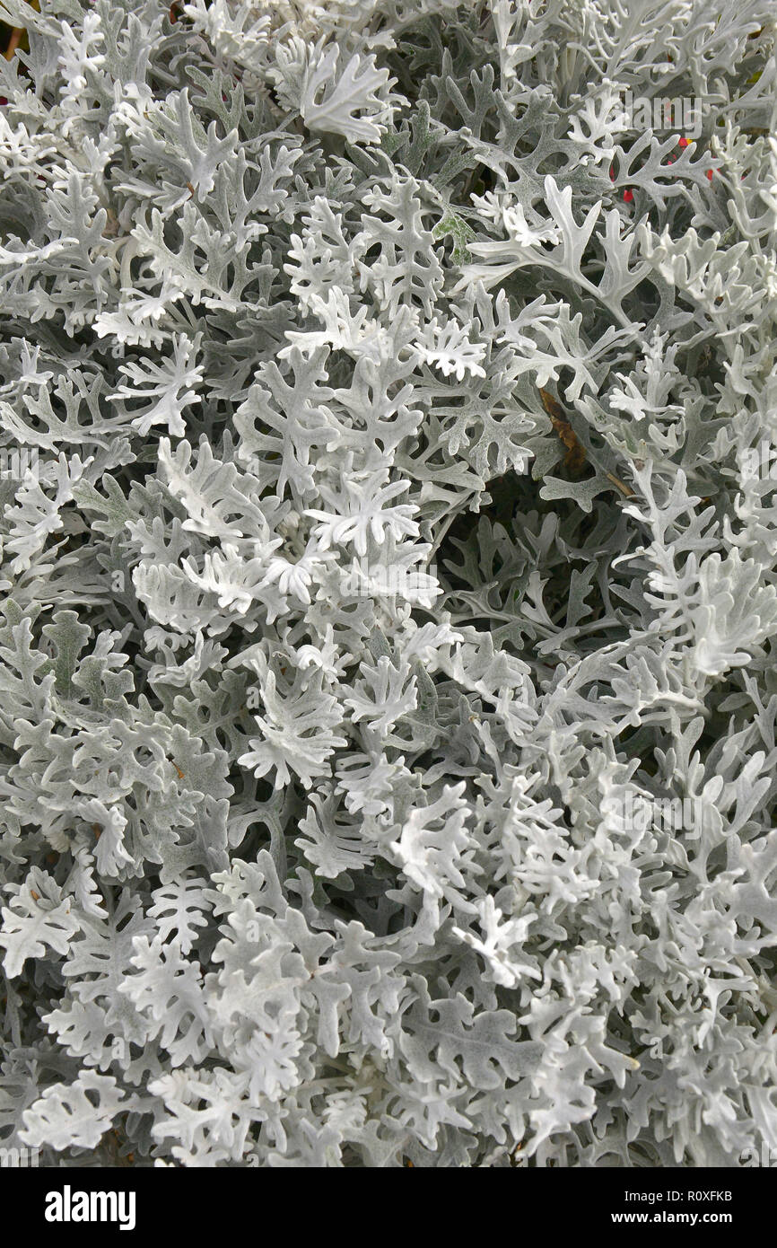 Close up of Cineraria Senecio bicolor 'Silvito' or 'Silver Dust' Stock Photo