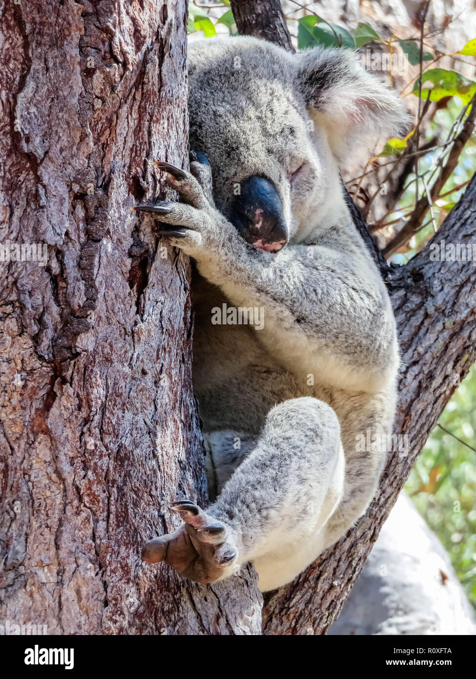An Australian wild Koala bear sleeping in eucalyptus or gum tree. Magnetic Island, Australia. Stock Photo