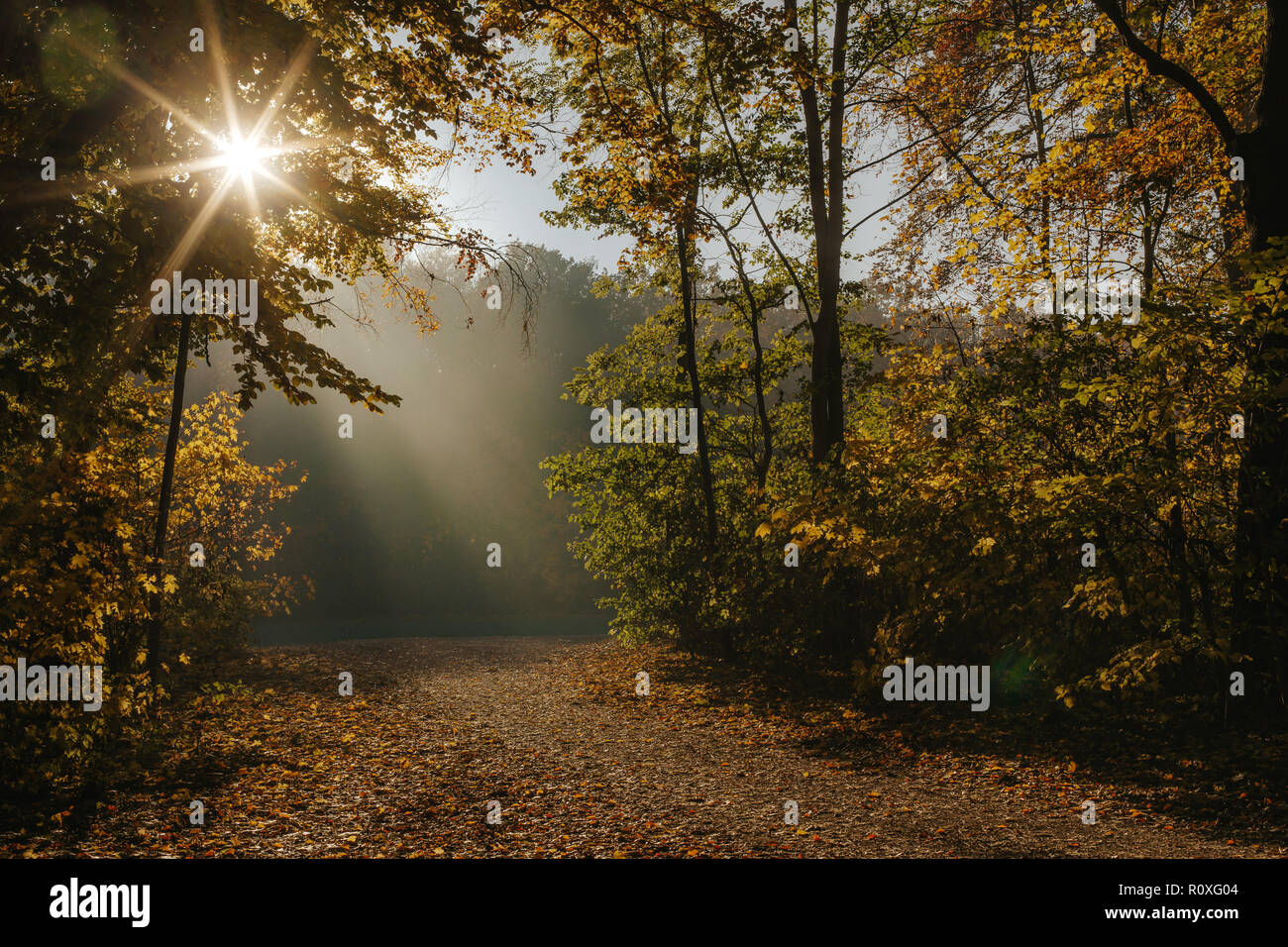 photo of sunbeams shining through the trees in a forest during golden ...