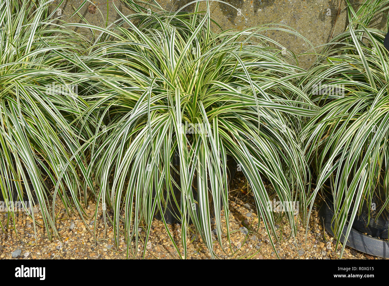 Growing in a container ready for planting in borders and for edging Carex oshimensis 'Feather Falls' Stock Photo