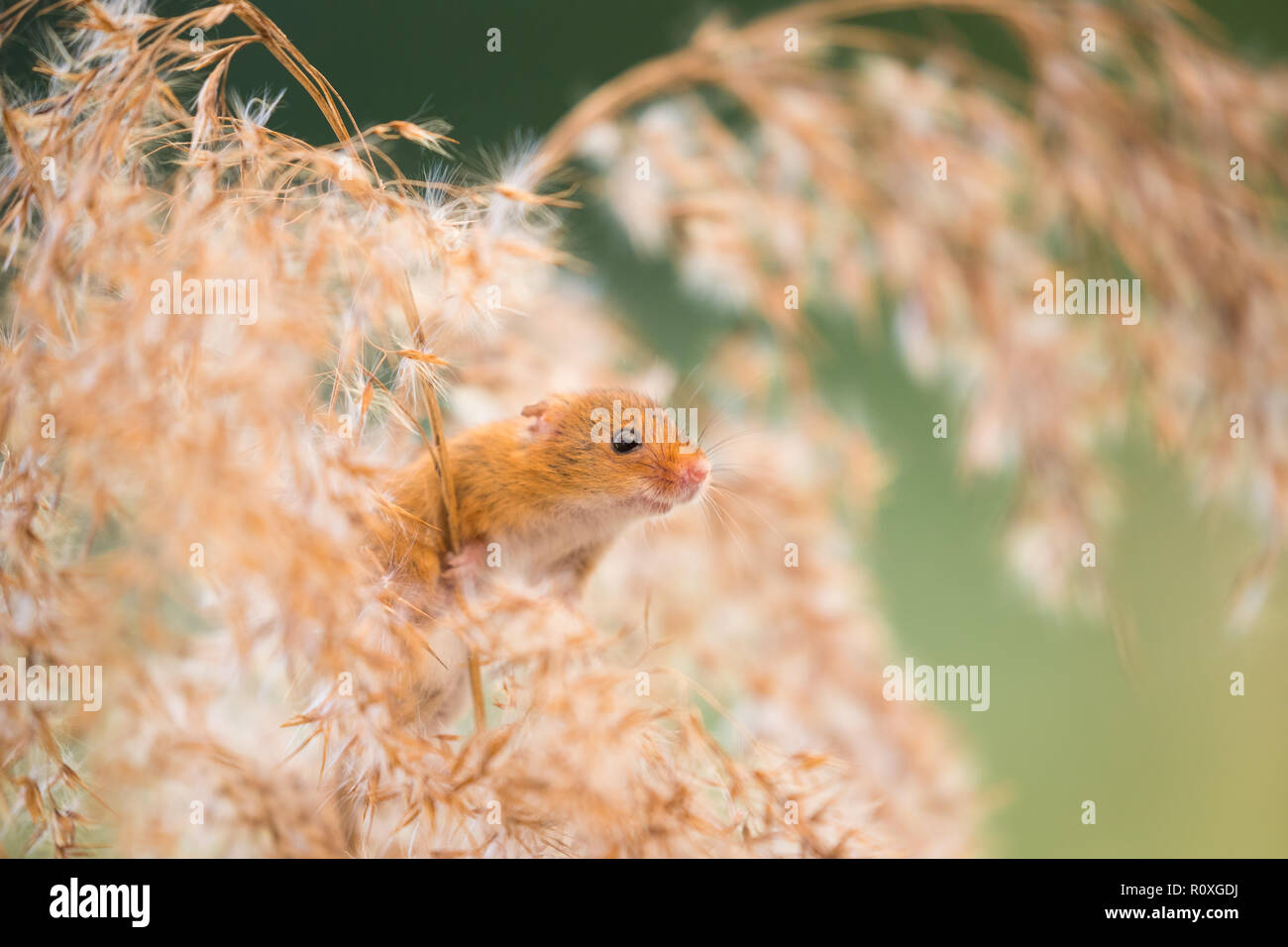 White mouse grass hires stock photography and images Alamy