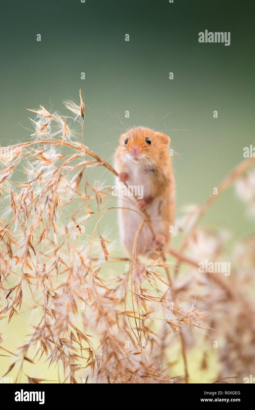 White Mouse Grass High Resolution Stock Photography and Images - Alamy