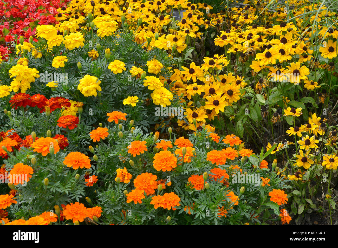 Colourful flower border with a display of French Marigolds,  Marigold 'Durango Improved' in assorted colours and Yellow Rudbeckia Stock Photo