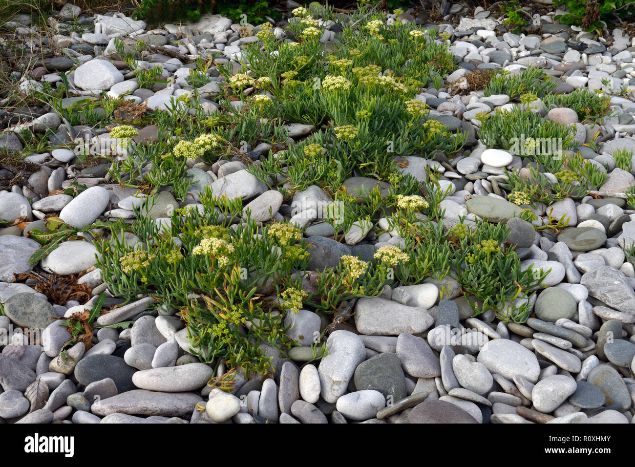 Crithmum maritimum (rock samphire) is an edible member of the flowering plant family Apiaceae. It is here growing on coastal shingle in North Wales. Stock Photo