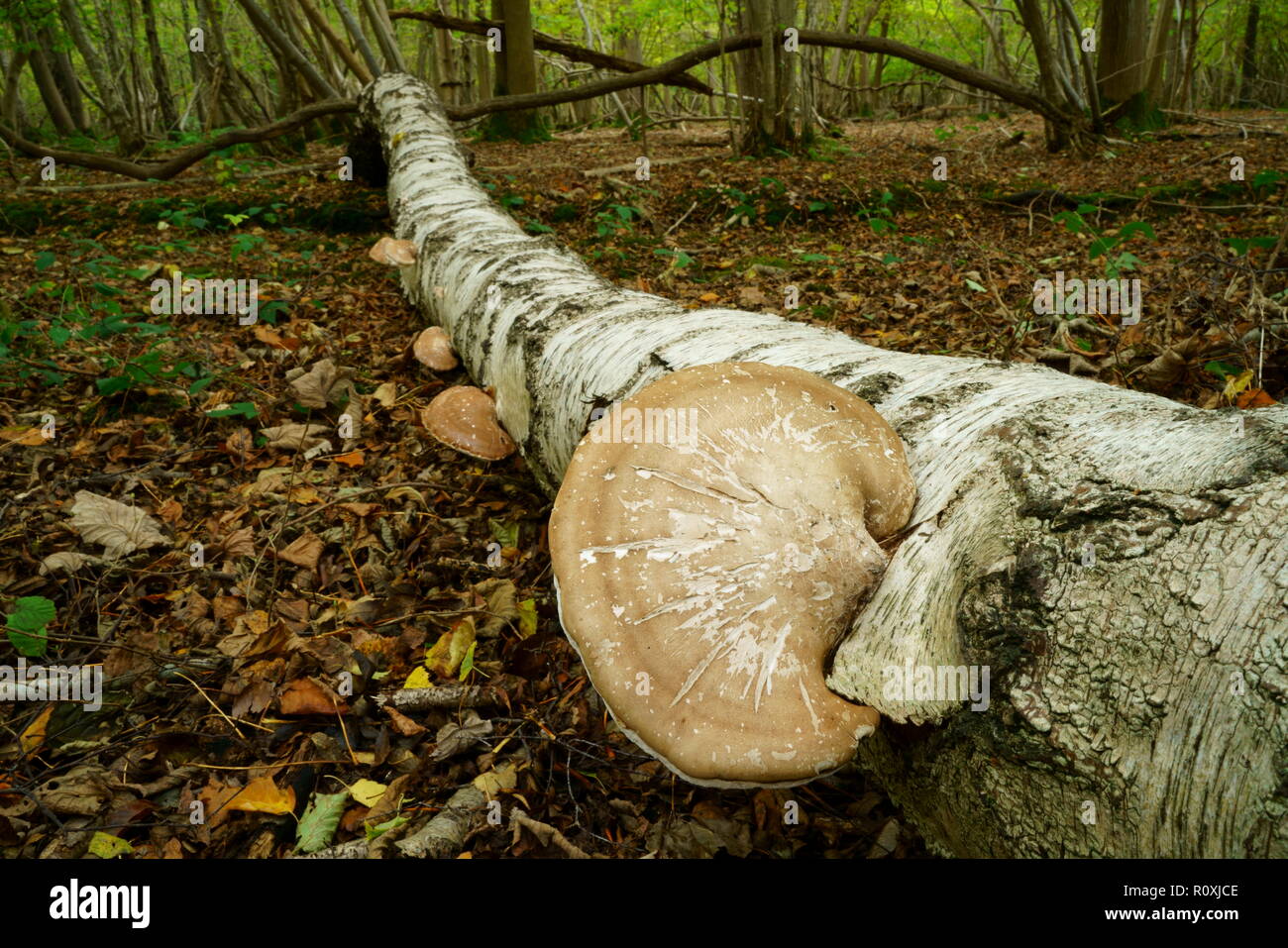 Bracket Fungus growing on a fallen Silver Birch tree Stock Photo