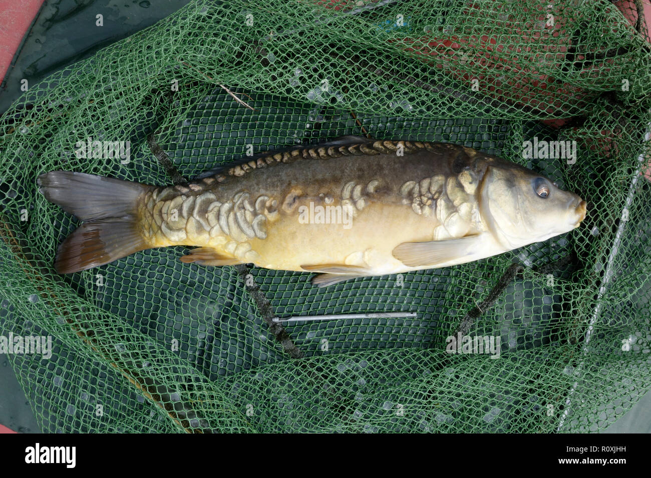 Mirror carp caught on an inland lake Stock Photo