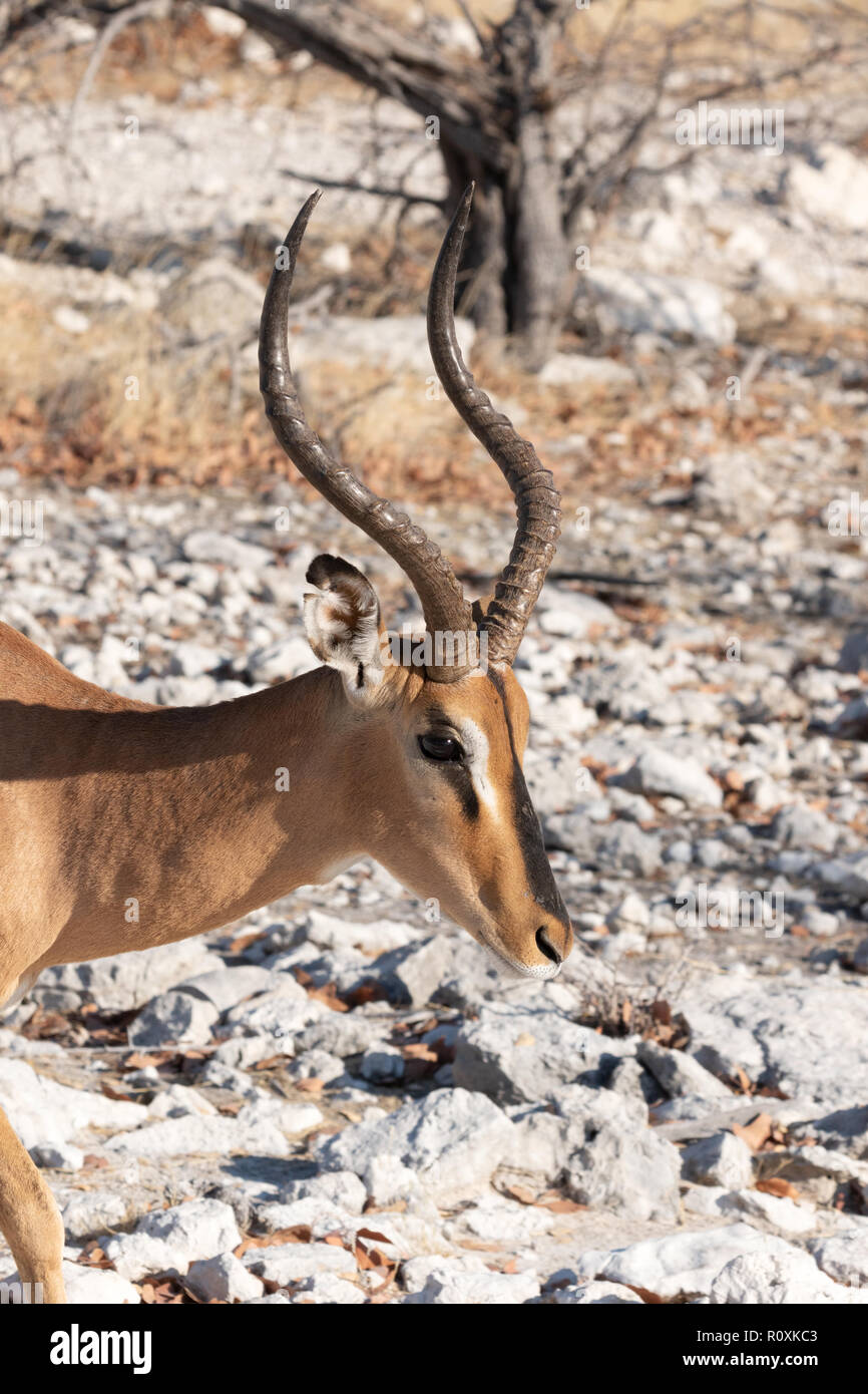 Adult impala hi-res stock photography and images - Alamy