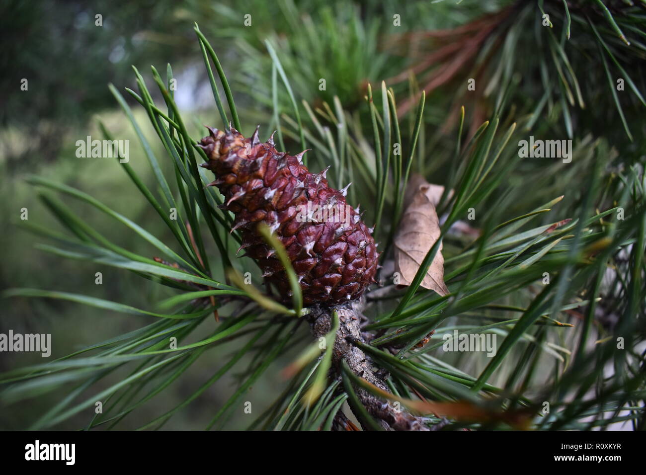Close up of pine cone attached to pine tree Stock Photo
