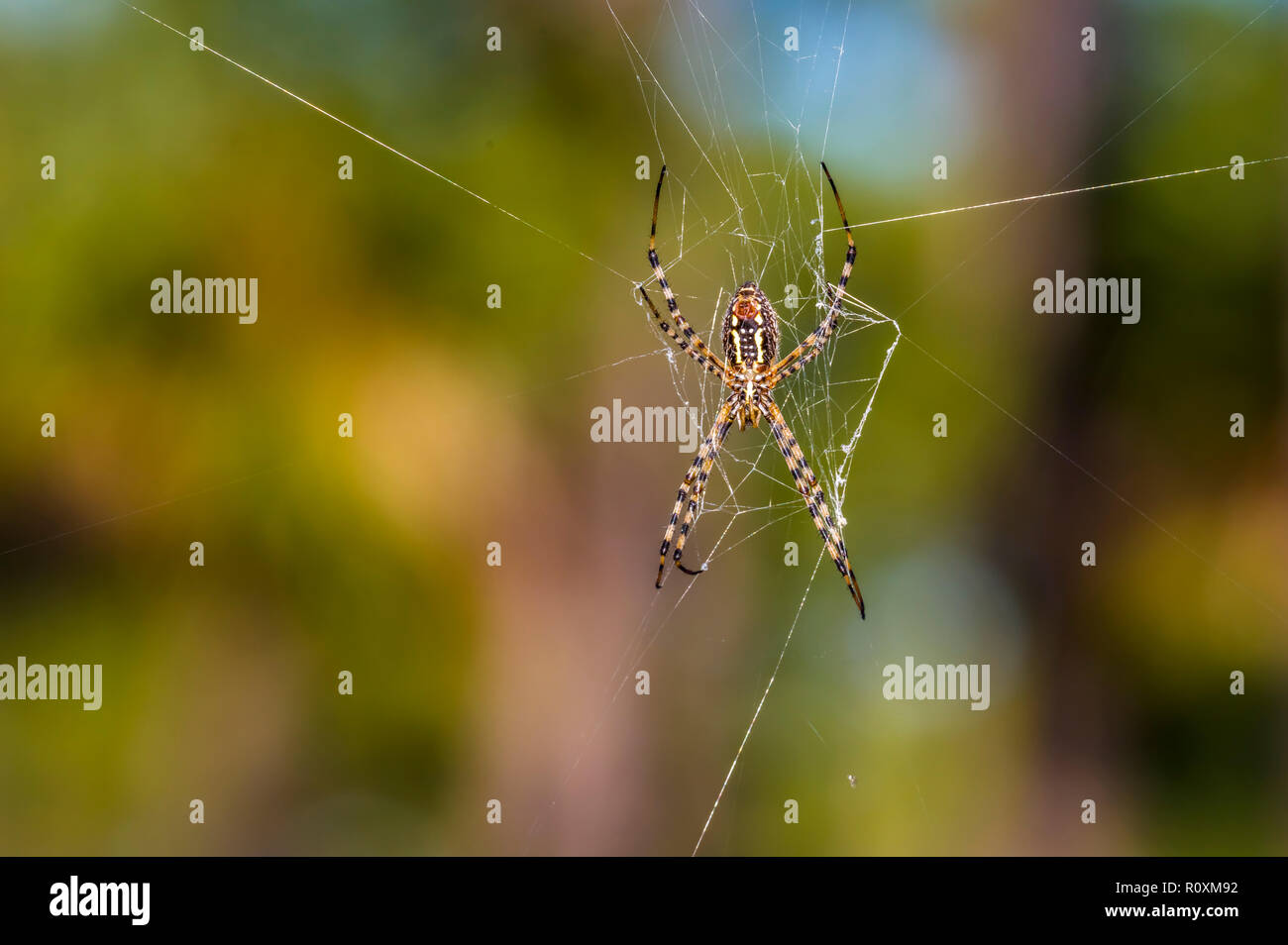 Close up of spider on spider web Stock Photo