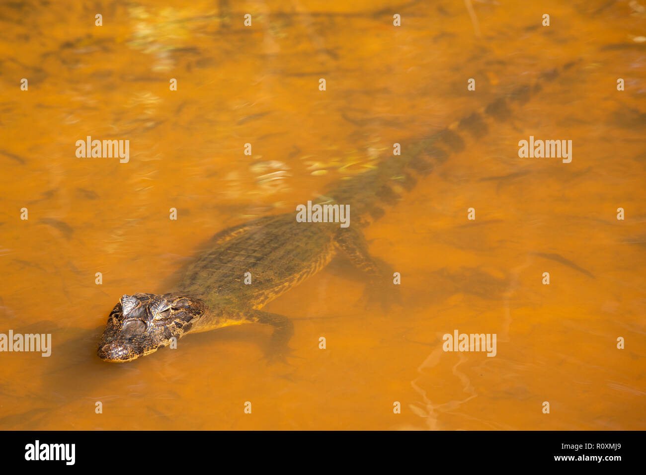 young caiman yacare sitting in shallow water Stock Photo