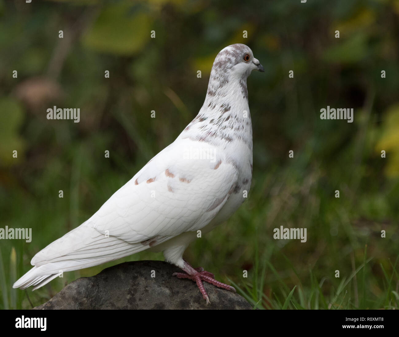 White Speckled Feral Pigeon (Columba livia) Stock Photo