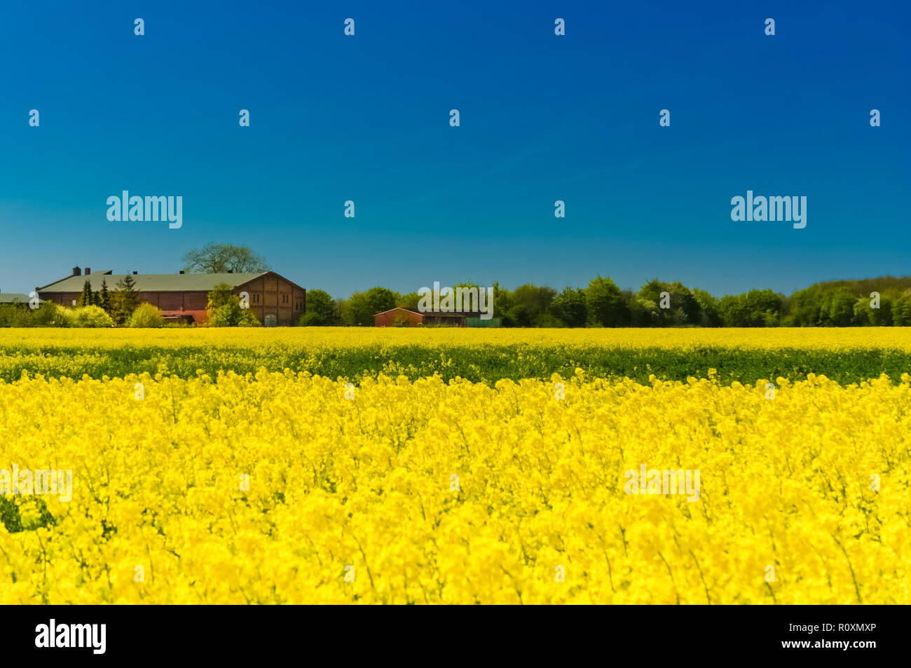 A picturesque landscape view of yellow canola flowers (Brassica napus) with a red brick farmhouse in the background and a beautiful blue sky in the... Stock Photo