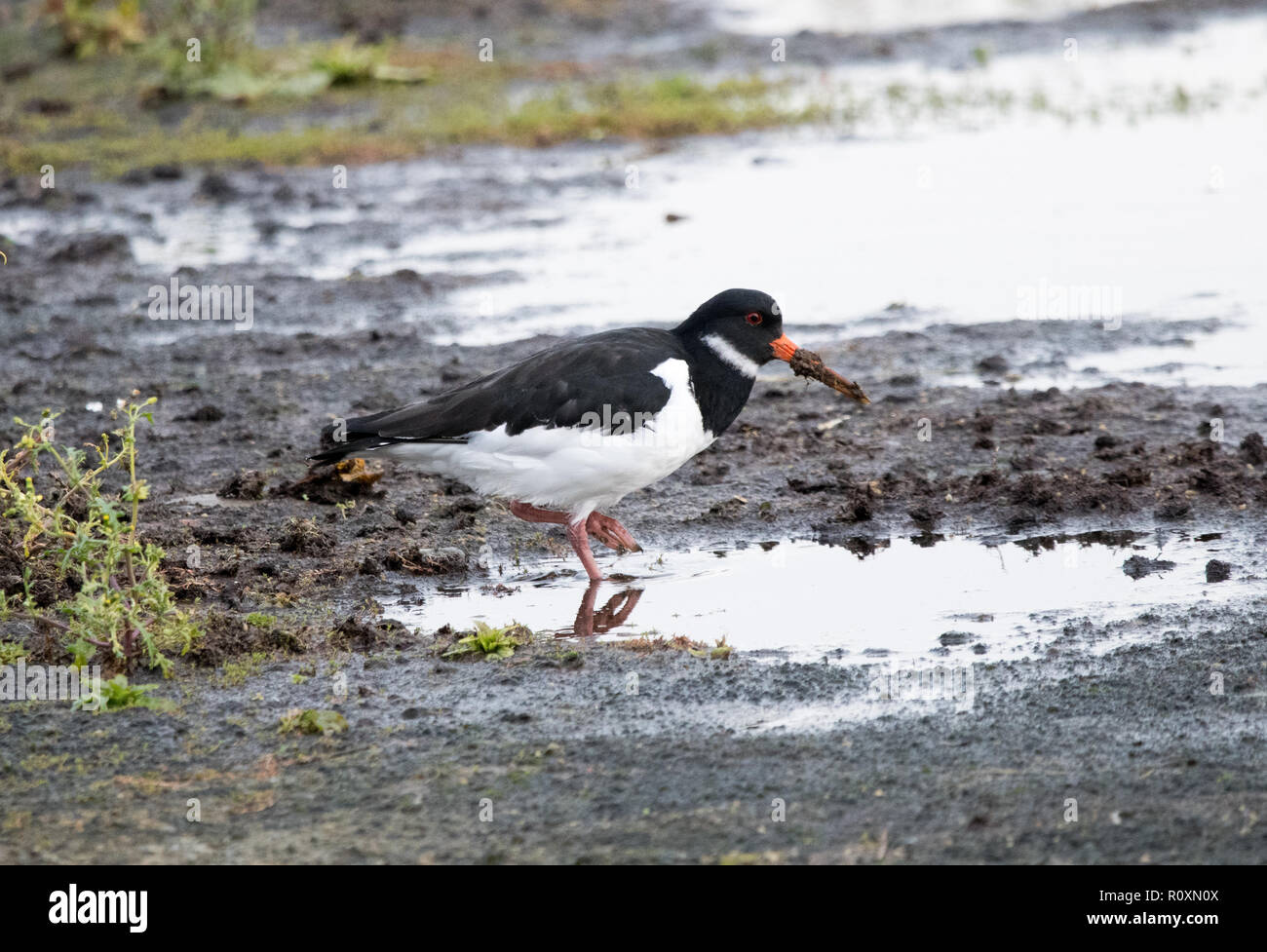 Oyster Catcher Stock Photo