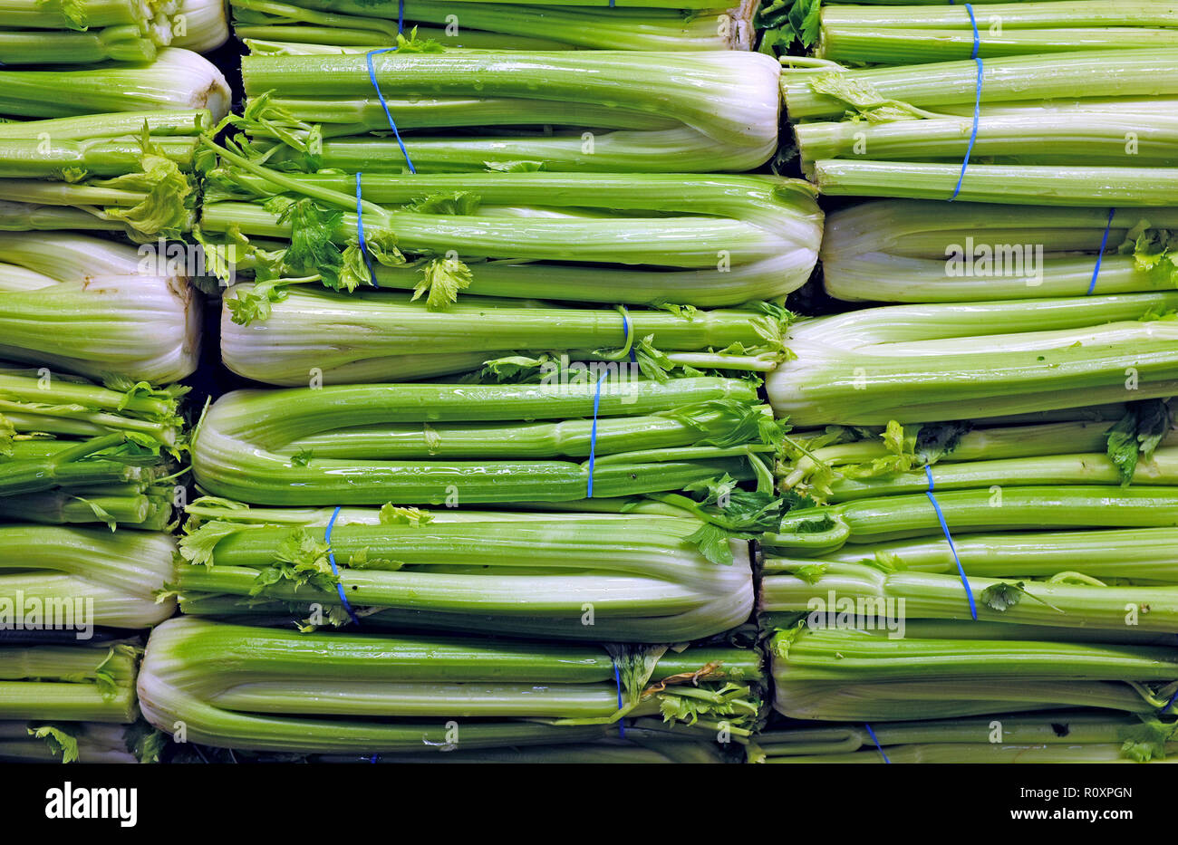 Bunches of crisp wet celery, apium gravedlens, is stacked on display in a US grocery store. Stock Photo