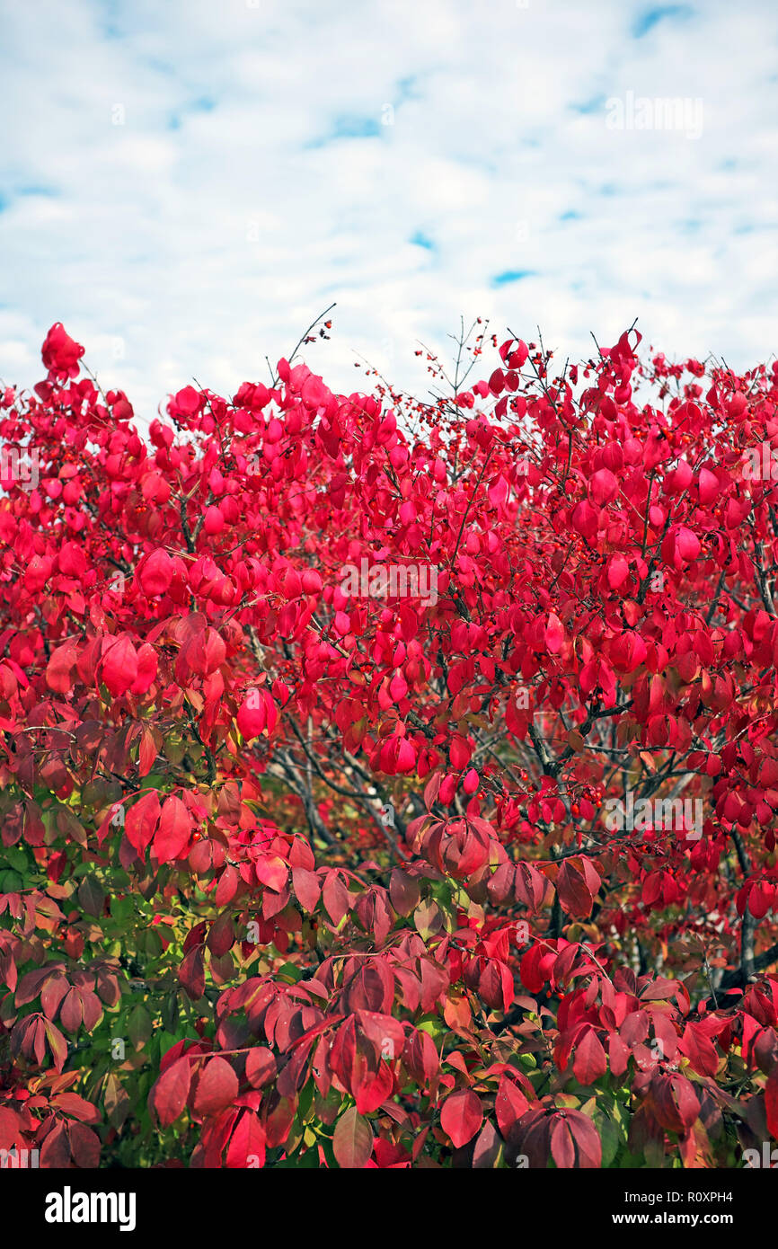 Euonymus Alatus, known as the red burning bush, is known for its red or crimson color that flourishes in the fall like this shrub in Ohio. Stock Photo