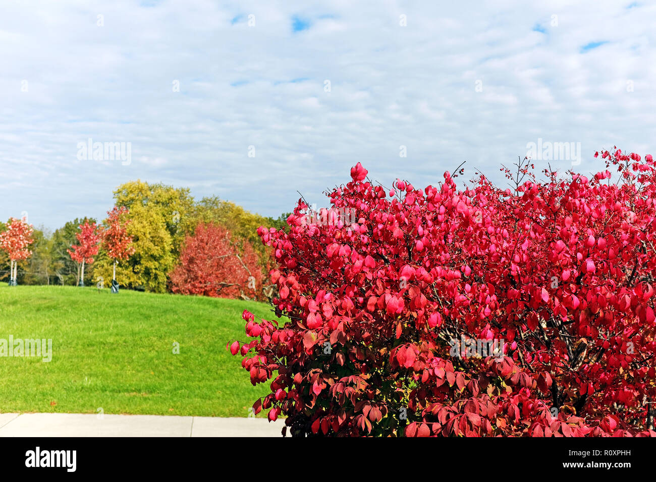 Fall foliage in northeast Ohio includes a euonymus alatus, known as the red burning bush, which in the autumn provides scenic landscapes Stock Photo