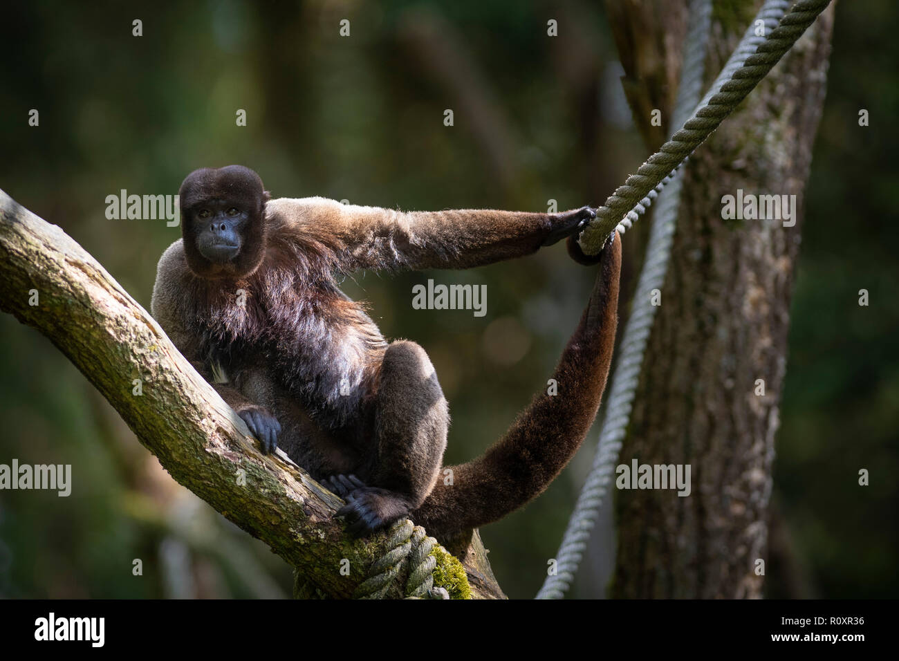 Common woolly monkey (Lagothrix lagotricha), captive, in an open air enclosure. Stock Photo
