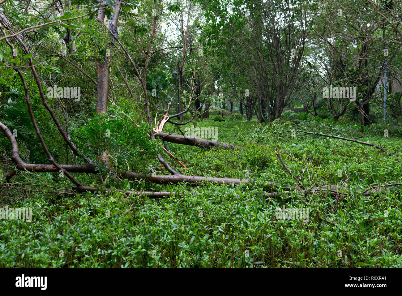 broken trees after a strong storm went through Stock Photo - Alamy