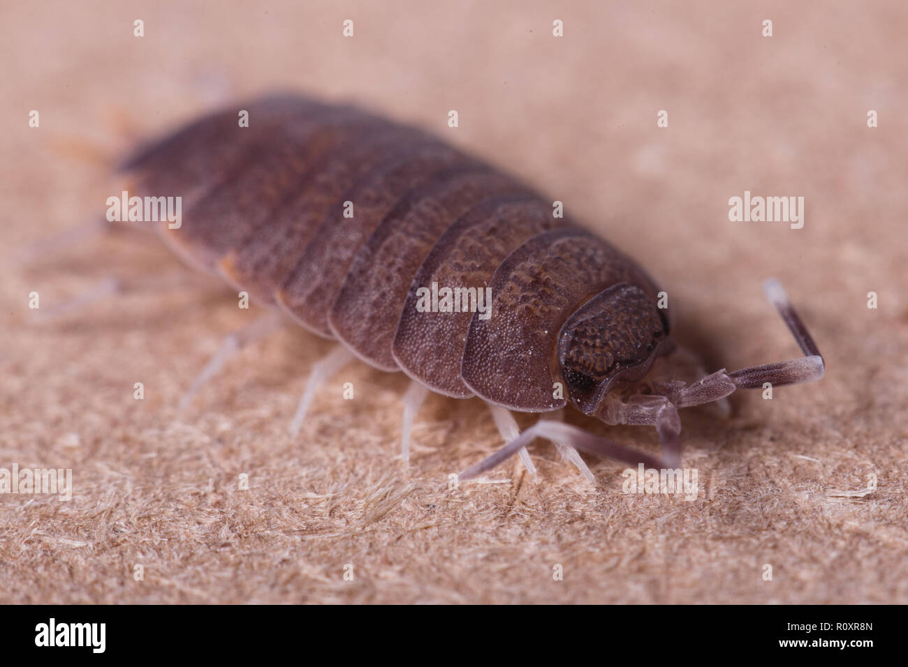 Woodlouse with big antennas crawling on the board. Stock Photo