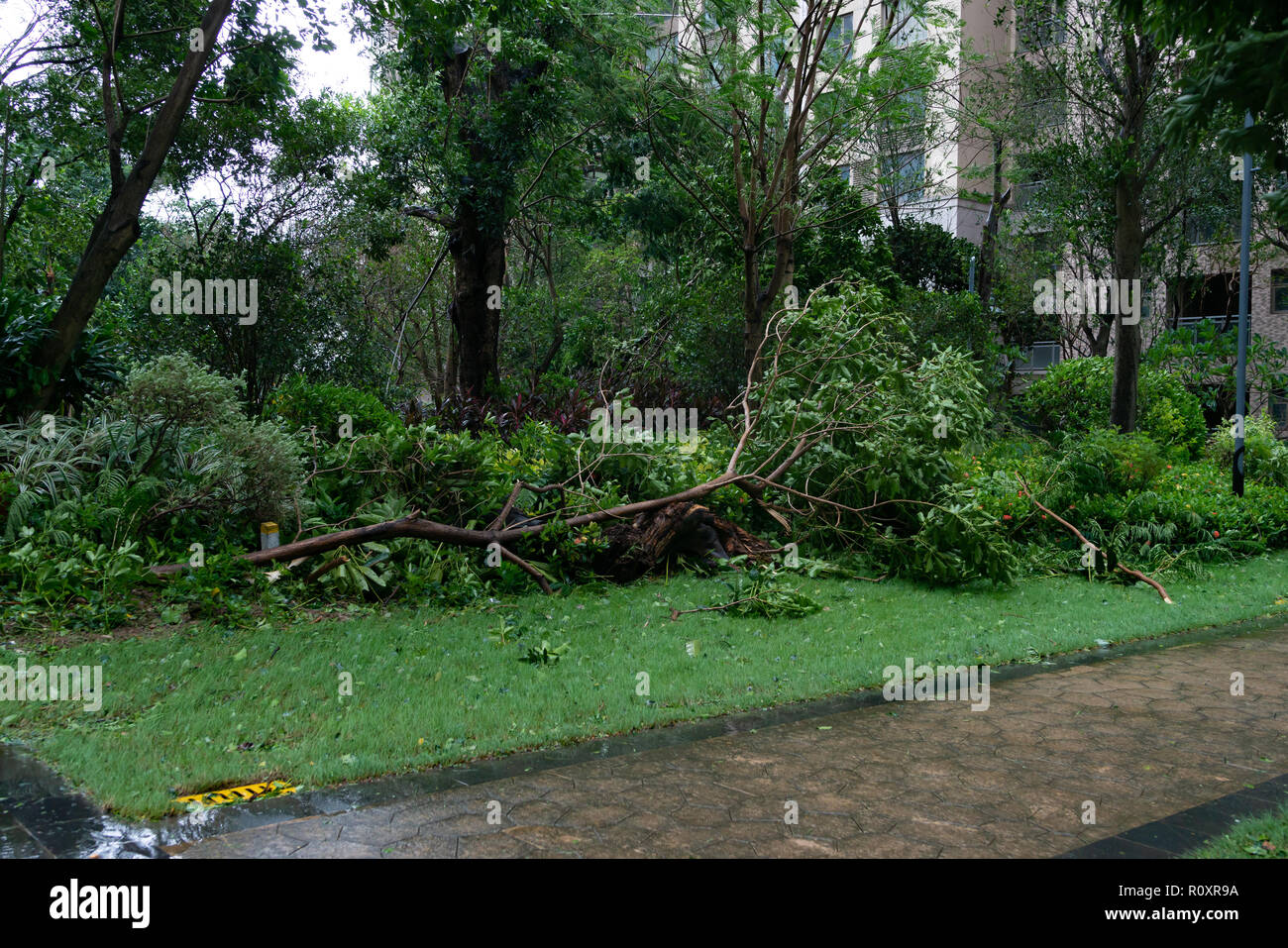 broken trees after a strong storm went through Stock Photo - Alamy