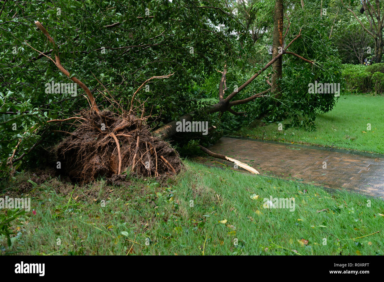 broken trees after a strong storm went through Stock Photo - Alamy