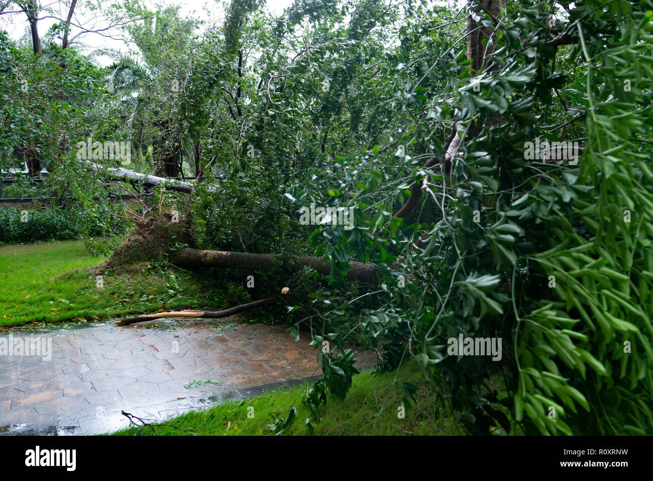 broken trees after a strong storm went through Stock Photo - Alamy