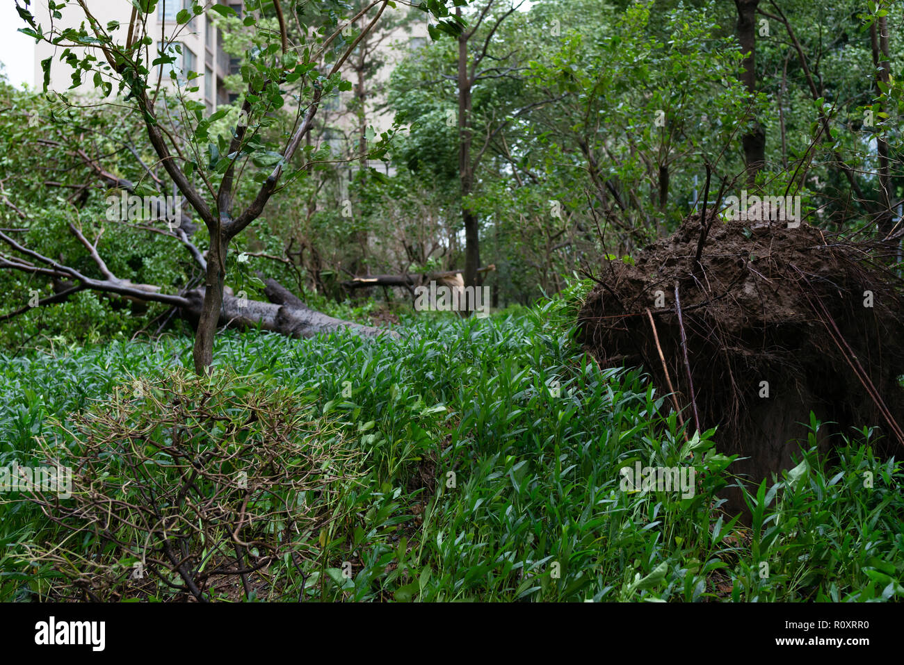 broken trees after a strong storm went through Stock Photo - Alamy