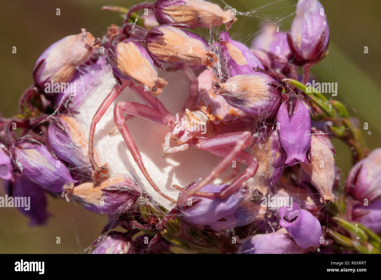 Heather crab spider (Thomisus onustus) guarding egg sac in bell heather. Dorset, UK. Stock Photo