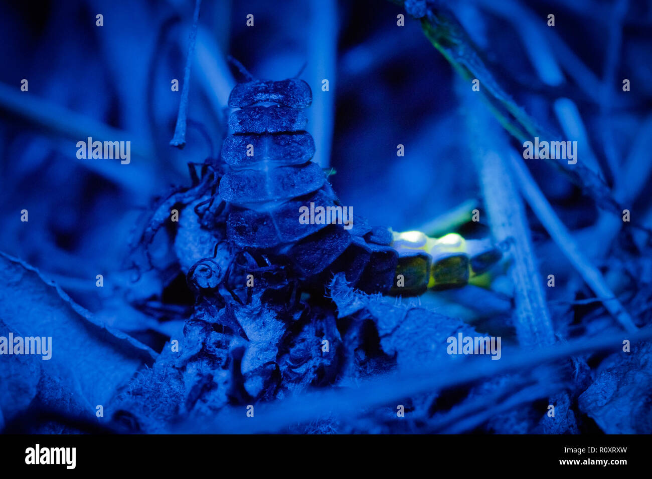 Glow worm female (Lampyris noctiluca) displaying at night. Surrey, UK