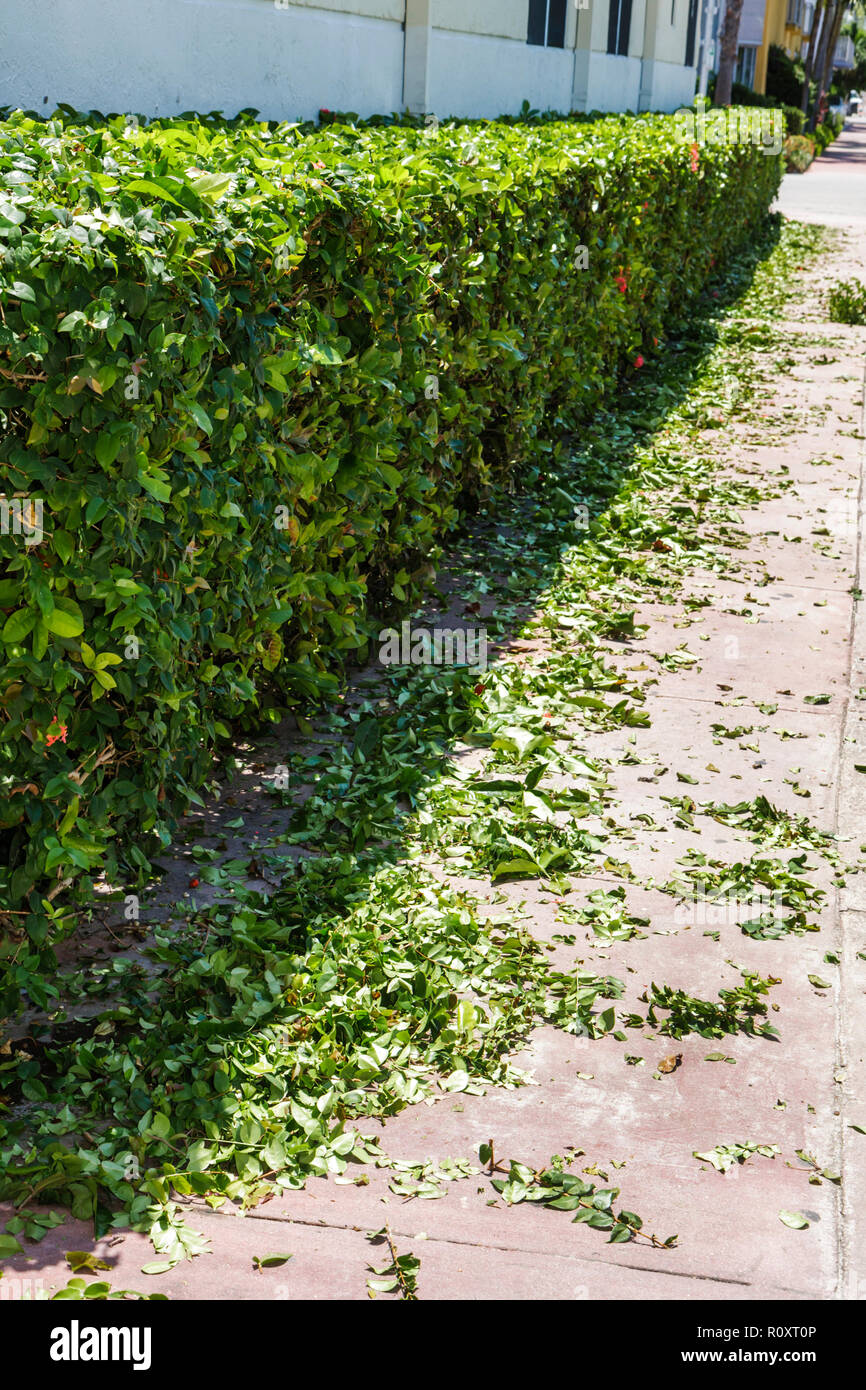 Miami Beach Florida,hedge,clippings,cuttings,street,sidewalk