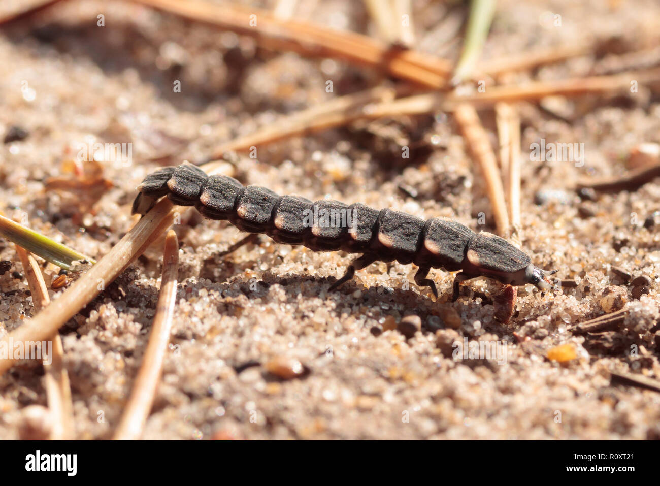 Worm larva hi-res stock photography and images - Alamy