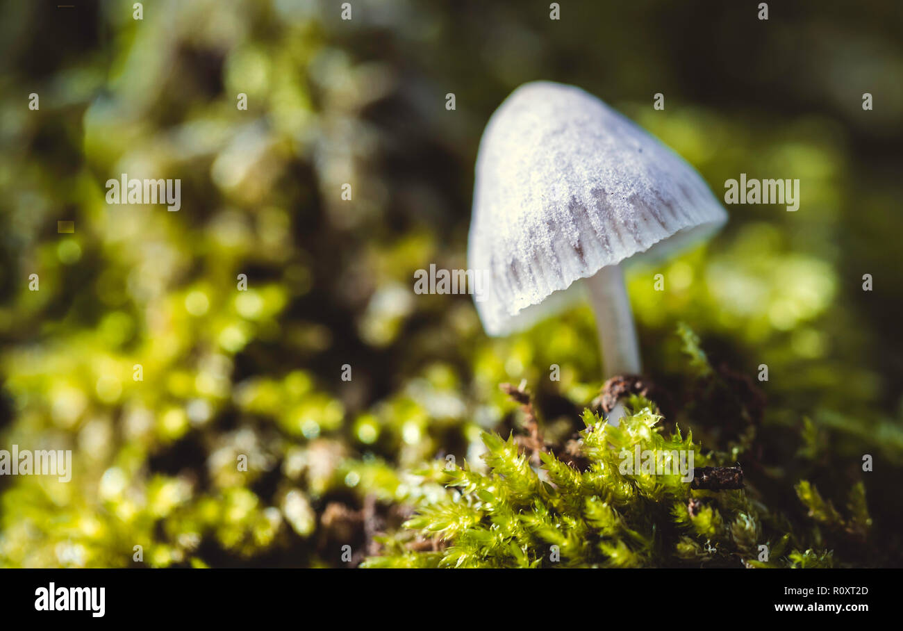 The Magic Mushroom or Liberty Cap (Psilocybe semilanceata) is the most notorious of all the hallucinogenic mushrooms Stock Photo