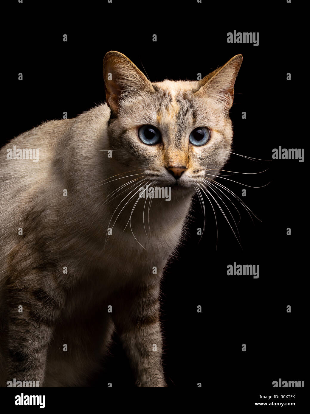 Beautiful close up cat portrait hi-res stock photography and images - Alamy