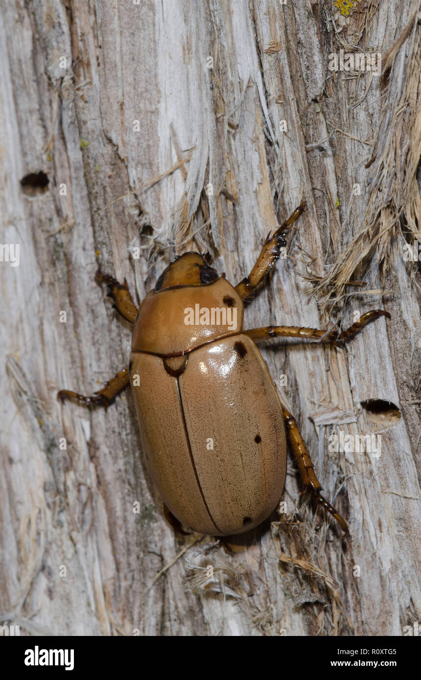 Grapevine Beetle, Pelidnota punctata Stock Photo