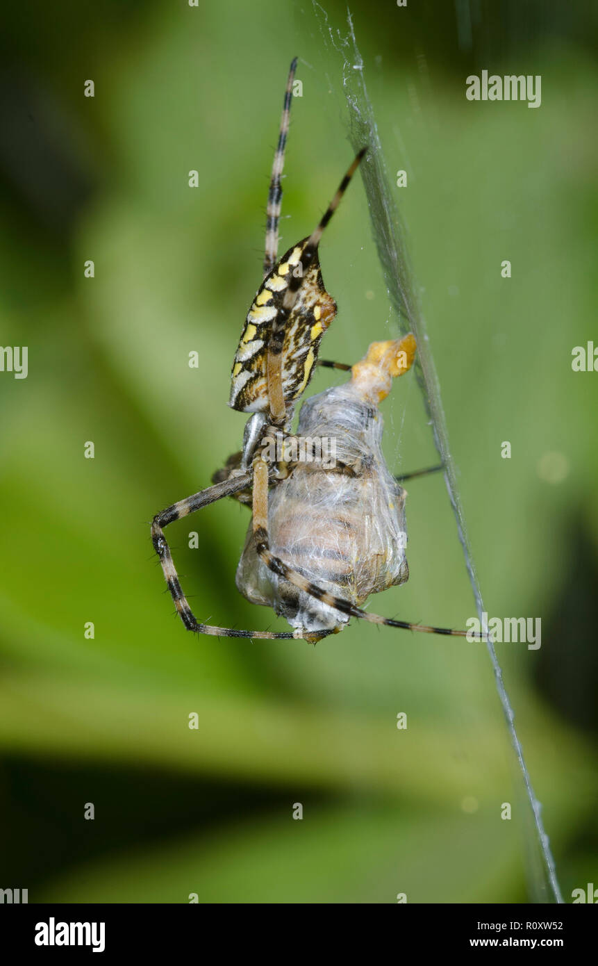 Black and Yellow Argiope, Argiope aurantia, with prey Stock Photo