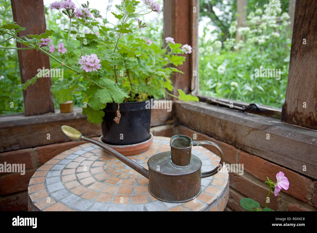 Scented Geranium in pot on table Stock Photo