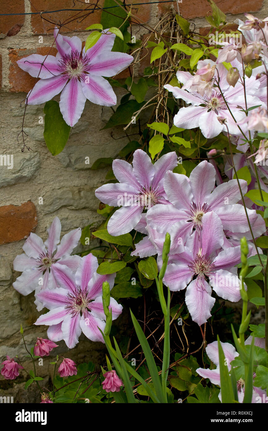 Clematis Nelly Moser flowering plant Stock Photo