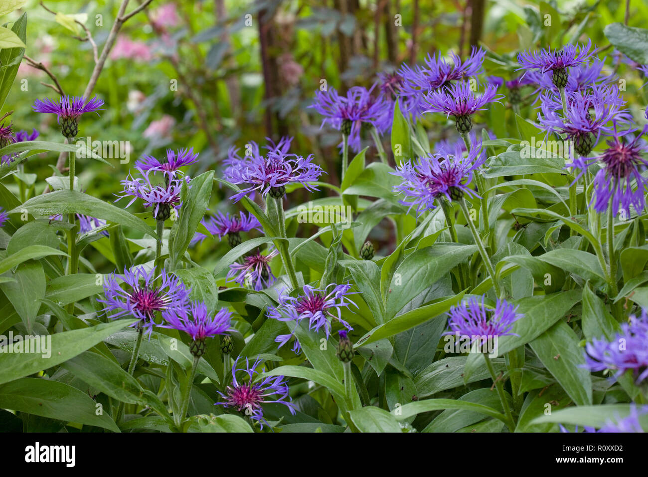 Centaurea montana flowering plants Stock Photo