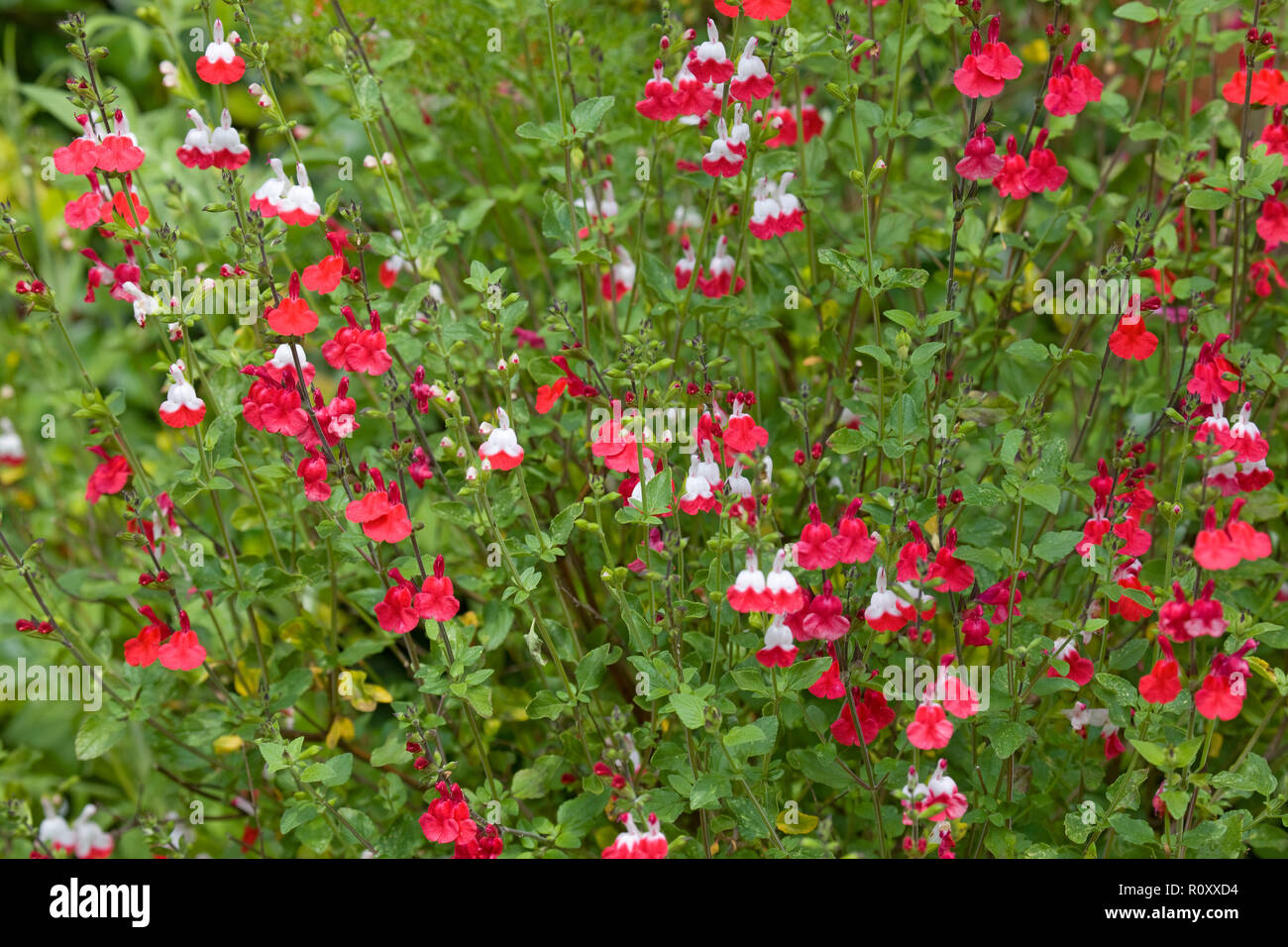 Salvia microphylla Hot Lips flowering plant Stock Photo