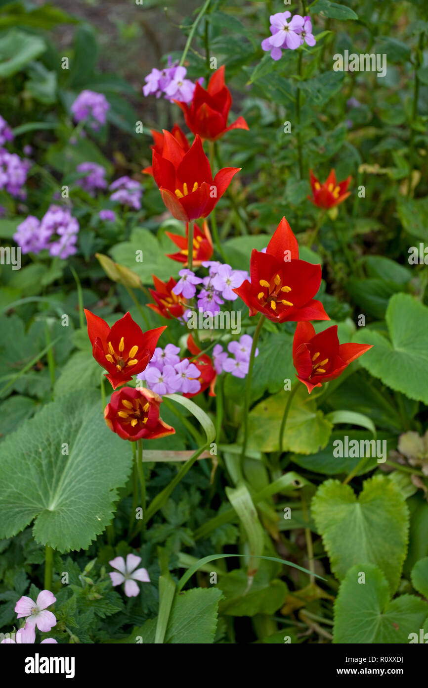 Tulipa sprengeri in garden Stock Photo