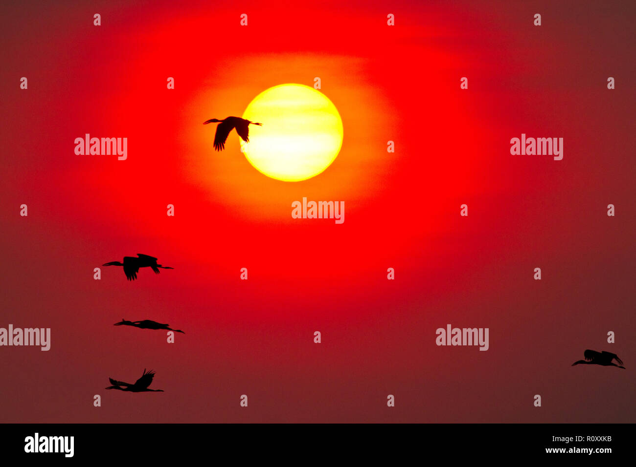 Flocks of Openbilled Stork fly past the setting sun enroute to their