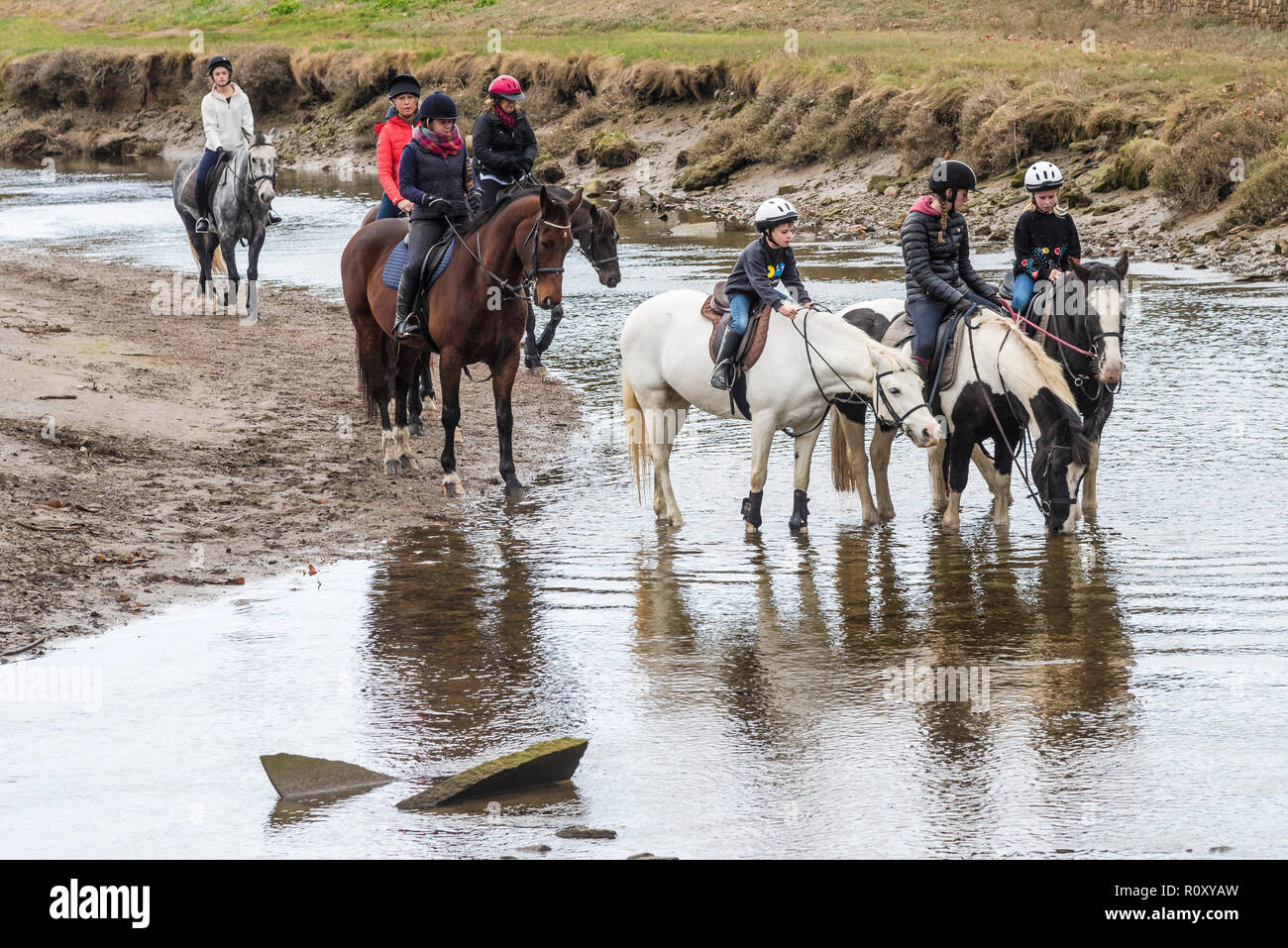 Pony trekking on the Gannel River in Newquay Cornwall. Stock Photo