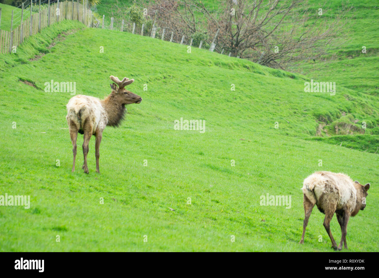 Deer farming in New Zealand Stock Photo
