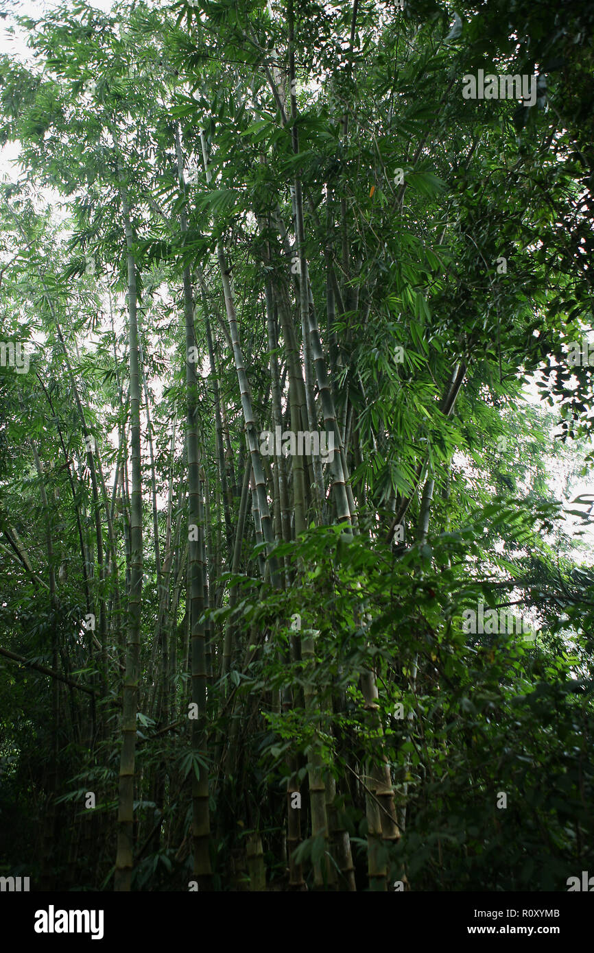 Stand of bamboo planted since the end of the American War: Củ Chi, Thành phố Hồ Chí Minh, Viet Nam Stock Photo