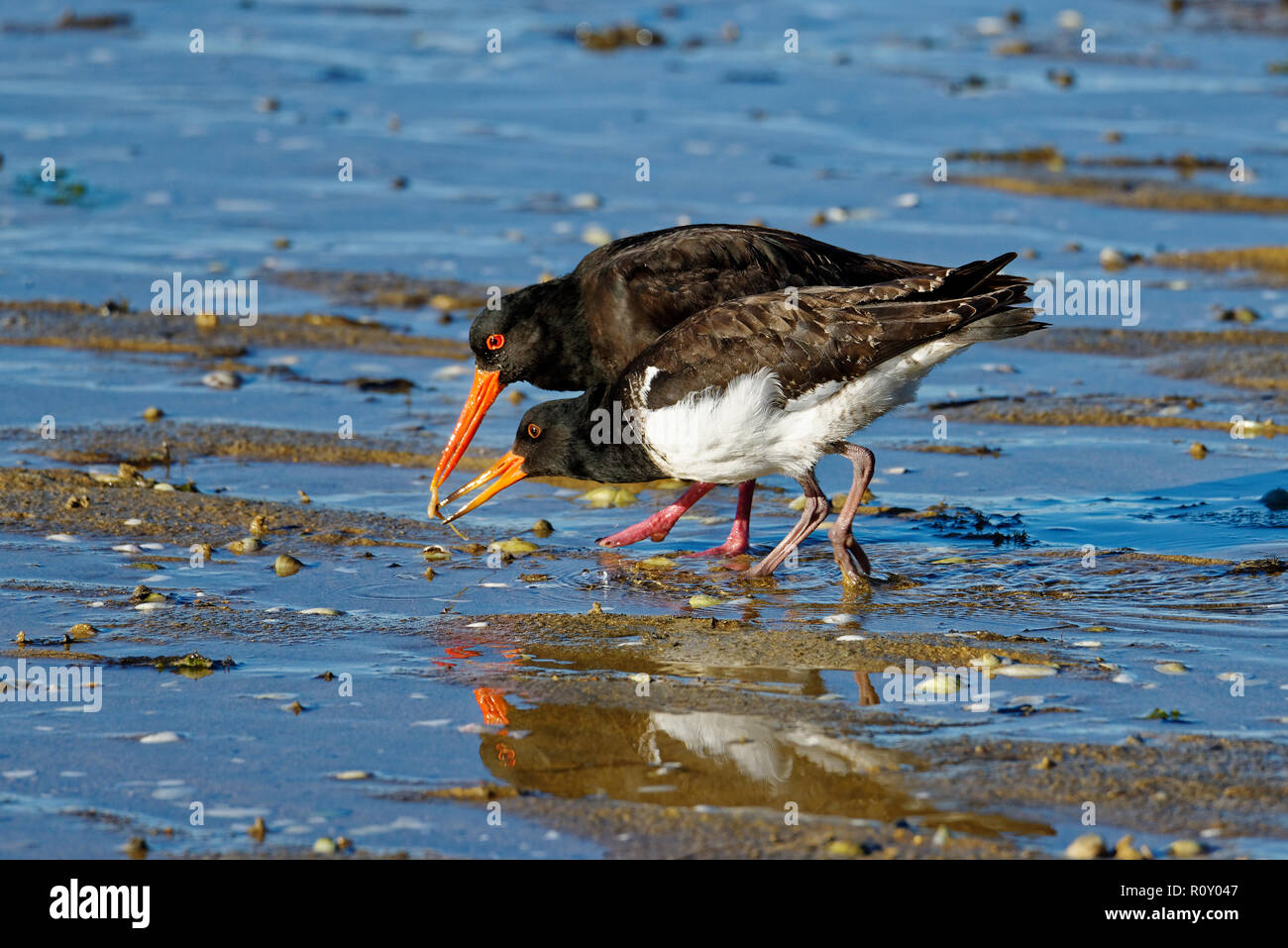 A New Zealand oyster catcher feeding its chick a worm on the tidal flats of Marahau Stock Photo