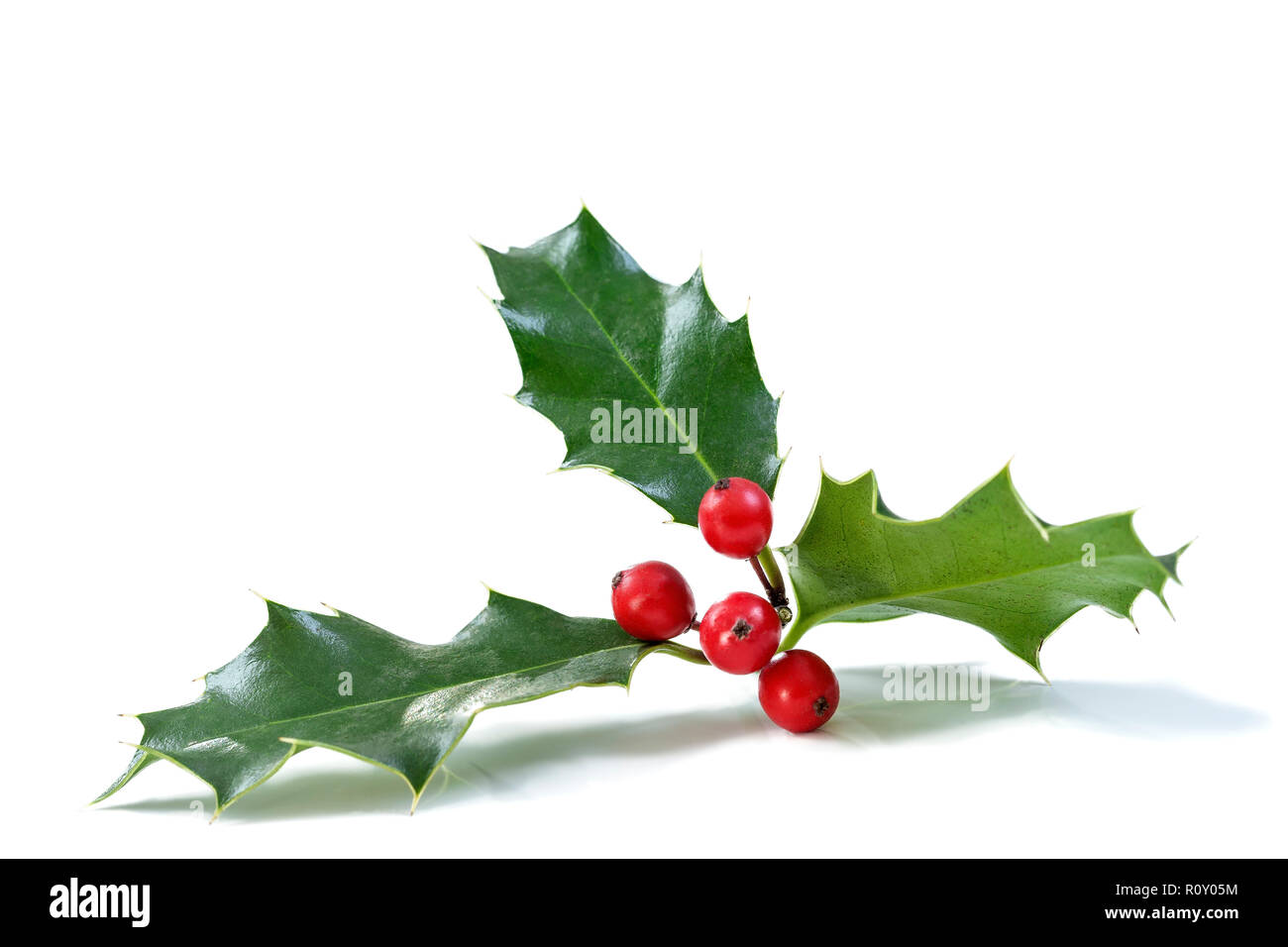 Christmas Holly With Red Berries. Traditional festive decoration. Holly branch with red berries on white background Stock Photo