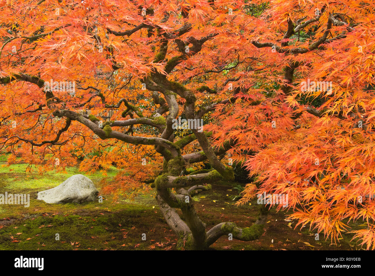 Japanese Maple in fall, Seattle Stock Photo