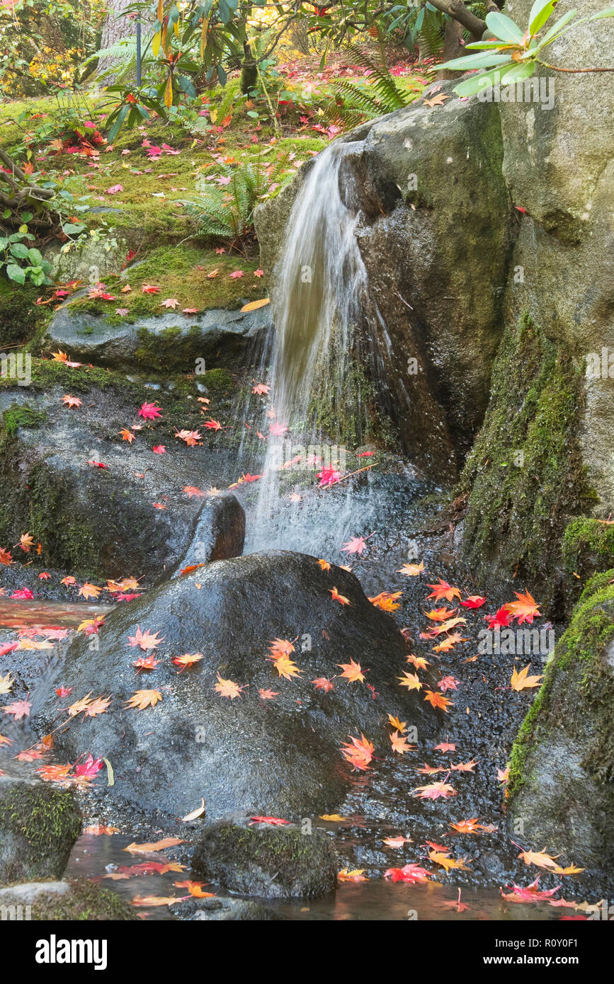 Waterfall and maple leaves, Seattle Arboretum Stock Photo