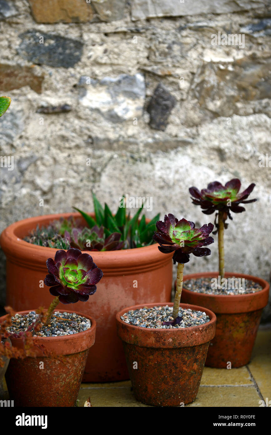 terracotta pots,containers,plant display,patio,aeonium arboreum schwarzkopf,succulent,succulents,pots,garden,RM Floral Stock Photo